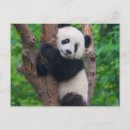 Pesquisar por eu amo pandas cartoes Para todos