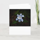 Pesquisar por gardenia cartoes Natureza