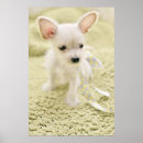 Pesquisar por meu maltês pôsteres pósteres Filhote de cachorro