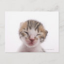 Pesquisar por animais bonitos cartoes postais Felino