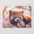 Pesquisar por panda rosa cartoes postais Fofofo