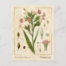 Pesquisar por tabaco cartoes postais Vintage