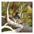 Pesquisar por pássaro mãe pôsteres pósteres Qualquer pessoa