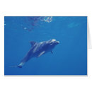 Pesquisar por roos cartoes postais Natureza