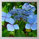 Pesquisar por hortensia pôsteres pósteres Hortênsias