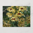 Pesquisar por orquídeas amarelas cartoes postais Qualquer pessoa