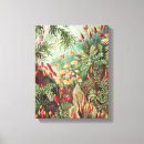 Pesquisar por musgo impressão de canvas Ernst haeckel