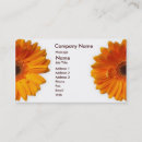 Pesquisar por margarida do gerbera cartao de visita Negócio
