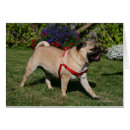 Pesquisar por passeio do cão cartoes postais Carlin