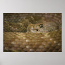 Pesquisar por cascavel pôsteres pósteres Assustador