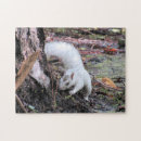 Pesquisar por leucistic Esquilo