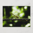 Pesquisar por a vida do inseto cartoes libélula