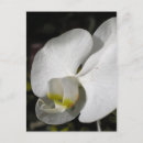 Pesquisar por orquídeas cartoes postais Para ela