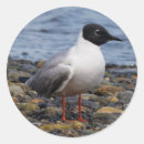 Pesquisar por gaivota adesivos Pássaro
