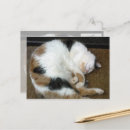 Pesquisar por porte postal do gato Qualquer pessoa