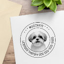 Pesquisar por shihtzus Cachorros
