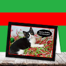 Pesquisar por tuxedo kitten cartoes Humor