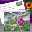 Pesquisar por cartões com margaridas cartoes Campo