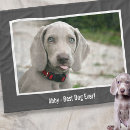 Pesquisar por raça fotografia Weimaraner