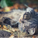 Pesquisar por dormir cartoes postais Animais