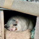 Pesquisar por urso polar bonito canecas Animais