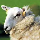 Pesquisar por bovino impressão de canvas Animal