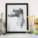 Pesquisar por do whippet pôsteres pósteres Italian greyhound