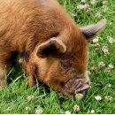 Pesquisar por cute pet pôsteres pósteres Qualquer pessoa