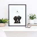 Pesquisar por paws pôsteres pósteres Cachorros