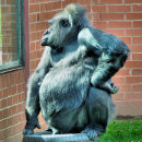 Pesquisar por primate cartoes Para ele