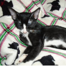 Pesquisar por direitos da arma canecas Segundo