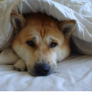 Pesquisar por doido cartoes Qualquer pessoa