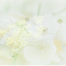 Pesquisar por macro de cartao de visita Flor