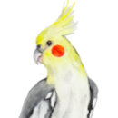 Pesquisar por cockatiel adesivos Aves
