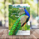 Pesquisar por peacock cartoes Pavão