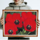 Pesquisar por vermelho da tulipa pôsteres pósteres Flores de primavera