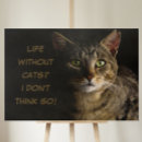 Pesquisar por meme gato animais estimação acessórios Gatinho
