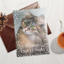 Pesquisar por gato branco com cartoes Para pets