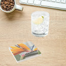 Pesquisar por paraíso porta copos Botânica