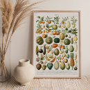 Pesquisar por plantas impressão de canvas Ilustrações vintage