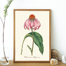 Pesquisar por coneflower roxo Echinacea