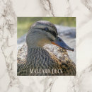 Pesquisar por aves aquáticas azulejos Animais