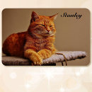 Pesquisar por gatinho imas Cão