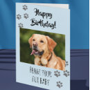 Pesquisar por happy birthday cat Dog