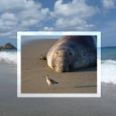 Pesquisar por elephant cartoes postais Califórnia