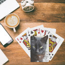 Pesquisar por imagens dos gatos Felino