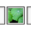 Pesquisar por cais pôsteres pósteres Madeira