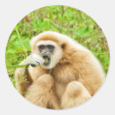 Pesquisar por não meus macacos adesivos Qualquer pessoa