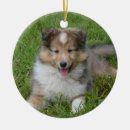 Pesquisar por shetland sheepdog sheltie ornamentos Collie