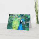 Pesquisar por do peafowl cartoes Wildlife